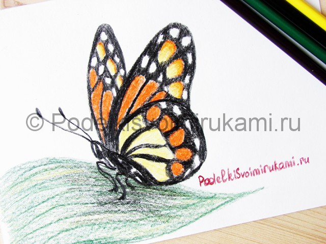 Рисуем бабочку цветными карандашами - фото 23.