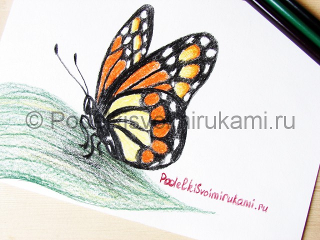 Рисуем бабочку цветными карандашами - фото 24.