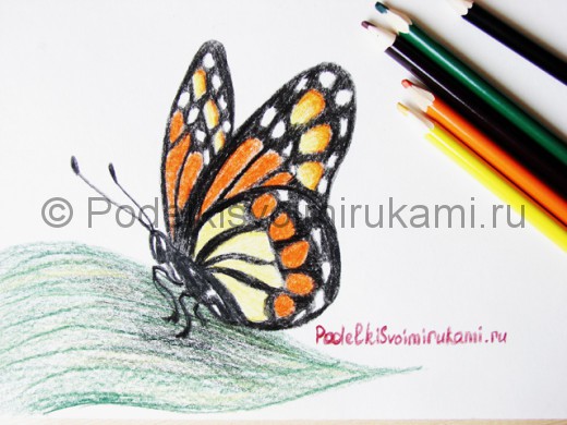 Рисунок бабочки цветными карандашами.