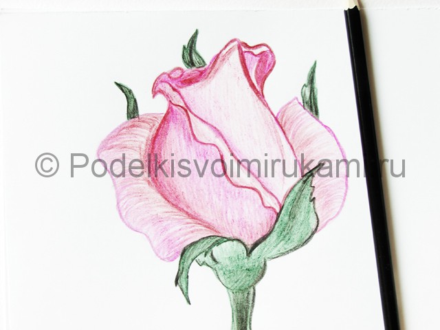 Рисуем красивую розу цветными карандашами - фото 19.