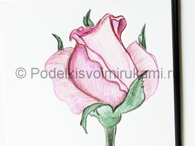 Рисуем красивую розу цветными карандашами - фото 20.
